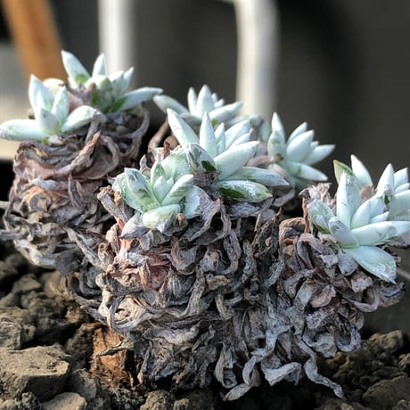 ダドレア　ブリトニー　グリーニー　セット ダドレア ブリトニー Dudleya brittonii no.110804 | 芽の巣山