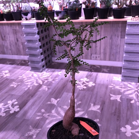 opercullicarya   decaryi  littmon  seed🌱  《5年株》mad  black  pot植え （限定1株）※当店実生デカリー最高株元size‼︎