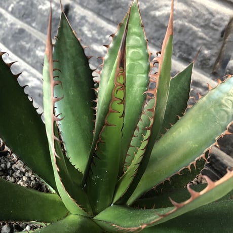 agave horrida《L L size》※現地球発根後店主国内管理3年株※締まり&樹形balance良きbigなホリダ※プラ浅鉢植え