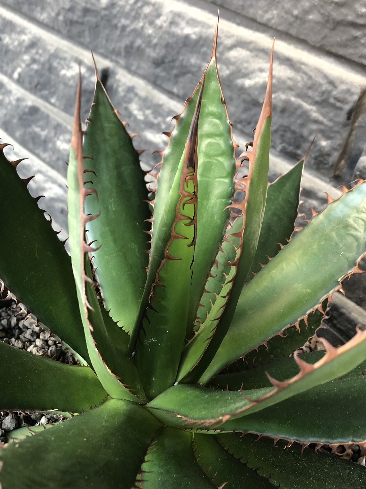 希少 大株 ギルベイ agave horrida 希少 大株 ギルベイ agave horrida