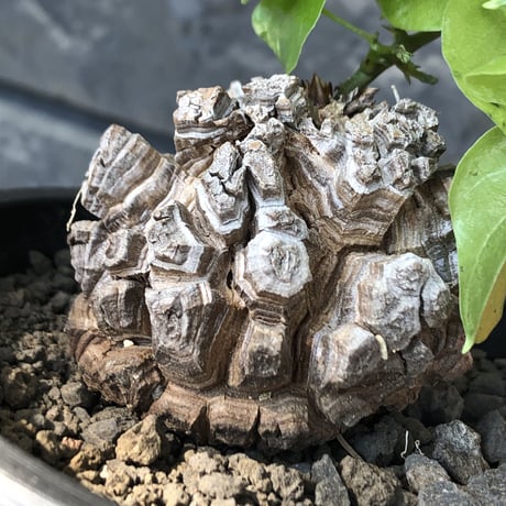 dioscorea elephantipes アフリカ亀甲竜《小さめM size》※現地球発根後店主国内管理3年株※compactながら堀が深くゴツゴツ感強き一株※mad black pot植え