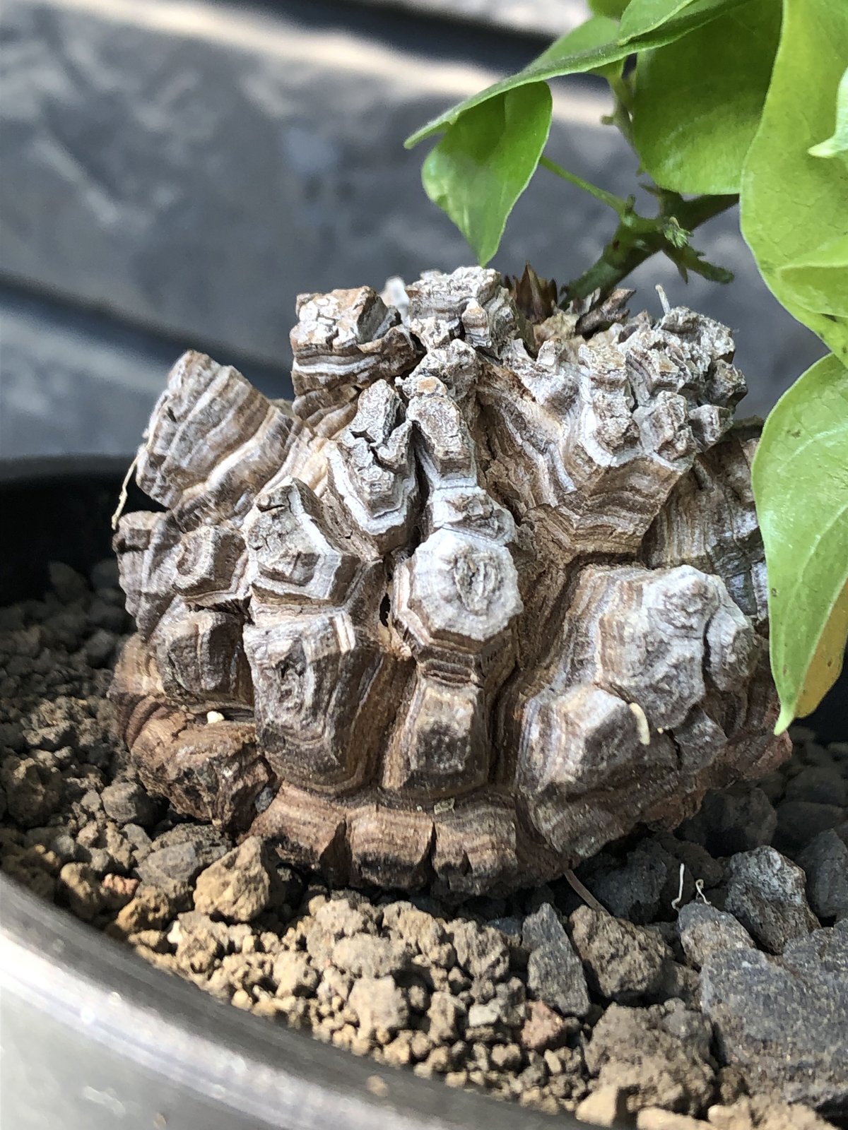 種子1000粒 Dioscorea elephantipes 亀甲竜 【公式通販】