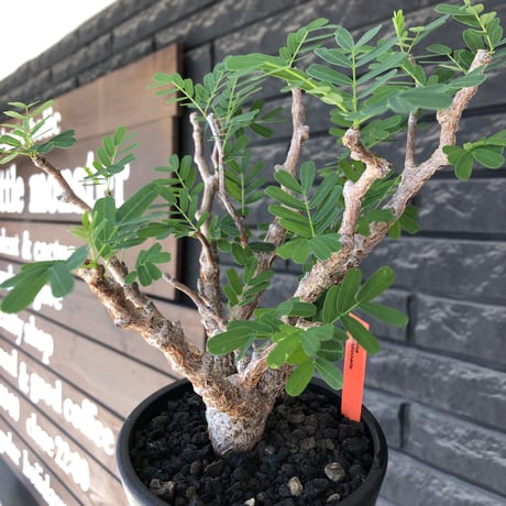 senna  meridionalis《大きめM size》※現地球株発根済※枝振りバランスも最高な一株となり幹のボコボコも強きオススメな一株‼︎※mad black pot植え