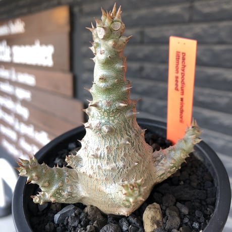 pachypodium windsorii《M size》※選抜littmon seed🌱※weight低き極ぼってり株元&枝振りも◎良樹形※mad black pot植え
