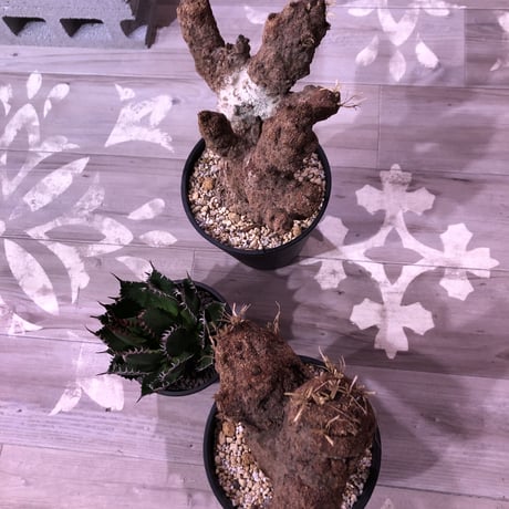 xerophyta   trichophylla《L L size》