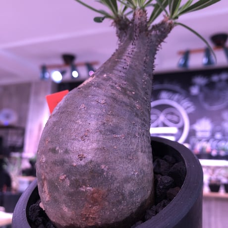 packypodium  gracilius《S size》※現地球発根済み株‼︎  （限定1株）※ツル肌にまん丸樹形が堪らないチビキリス※mad black pot植え