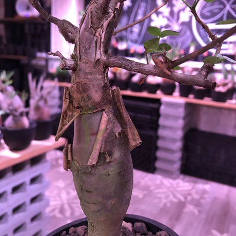bursera  fagaroides《L  size》※現地球発根済※店主管理5年株※成熟しメクれ上がった表皮＆大変ぷっくりぼってり株元な作り込んだ一株※mad black pot植え