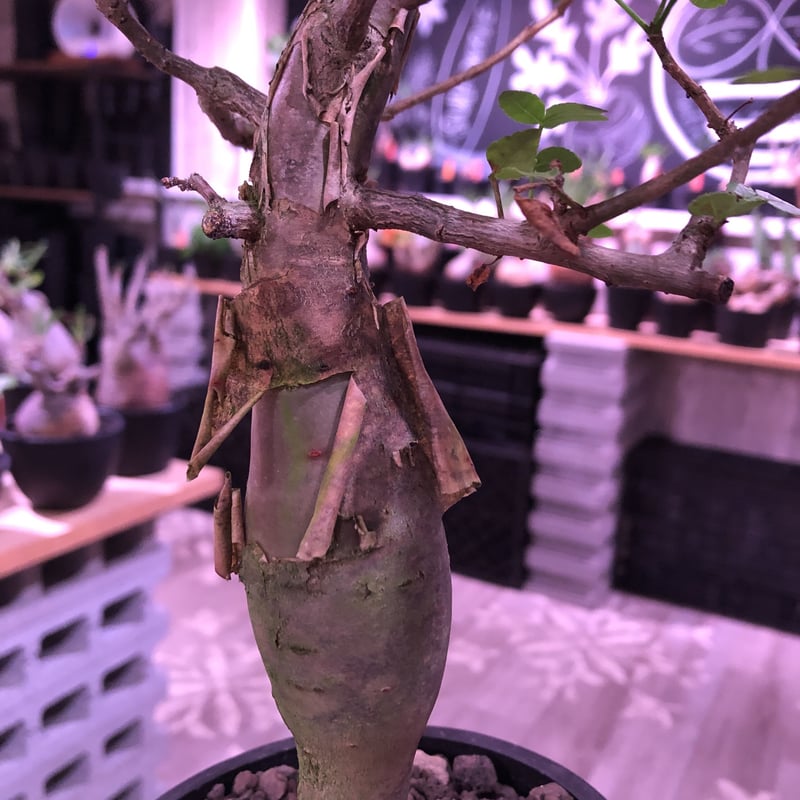 bursera fagaroides《L size》※現地球発根済※店主管理5年株※成熟し