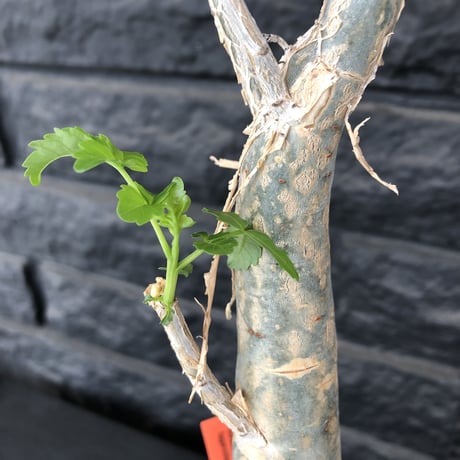 bursera  fagaroides《M size》※剪定後再芽吹き済株‼︎※大変上品な人気灌木ファガロイデス‼︎※mad black pot植え