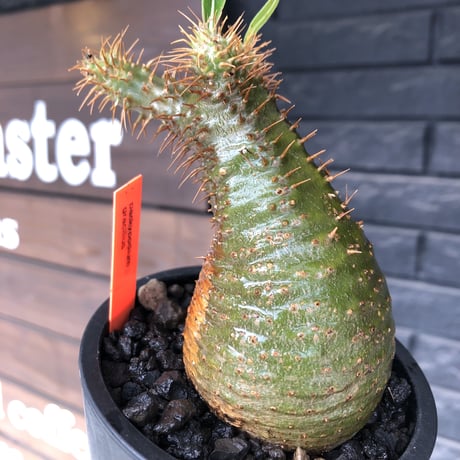 packypodium  gracilius《小さめM size》希少極green肌※現地球発根済株※店主国内管理3年株※怖い程極green肌＆腹面現地焼けのエグい一株※mad black pot植え