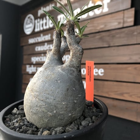 packypodium  gracilius《M size》※現地球発根済株※店主国内管理4年株※短枝weight低く希少ニ頭枝のぼってり堪らないかわいさ‼︎※mad black pot植え