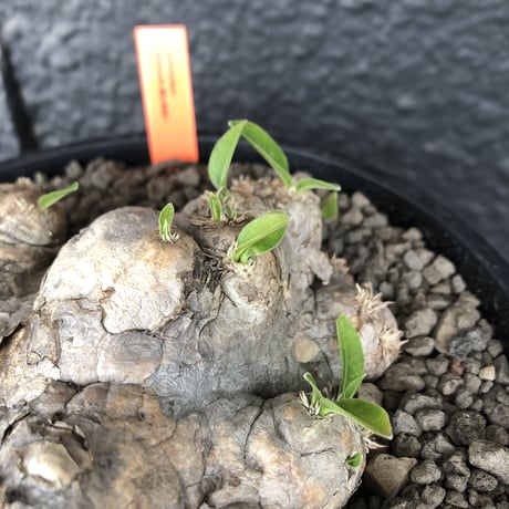 packypodium  brevicaule  恵比寿笑い《 L size》※笑いの中でも特化した岩肌で味のある表皮が堪らない笑い※浅鉢植え