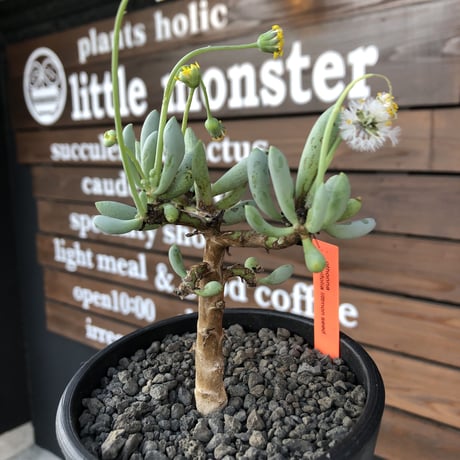 othonna clavifolia《大きめM size》littmon seed🌱※ぷっくり多肉質の葉を展開する冬型の人気者‼︎リトモン実生株※mad black pot植え