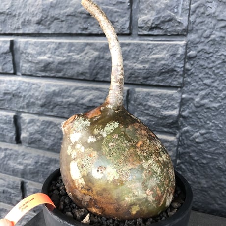 pachypodium  gracilius《L size》迷彩肌※現地球発根済株※迷彩柄に枝折れが故に提灯あんこう見たく堪らぬかわいさ‼︎ぼってり樹形選抜株※mad black bowl pot植え