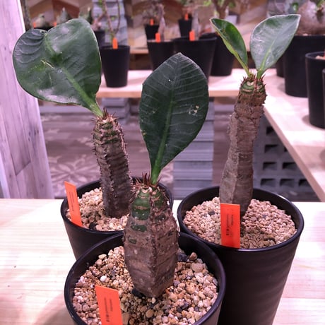 euphorbia    neohumbertii《噴炎竜》M size