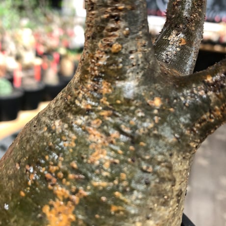 pachypodium gracilius《大きめM size》※現地球株発根済※うっすらgreen肌と生き様感じる株元の傷みも味深く整った樹形の一株‼︎※black pot植え