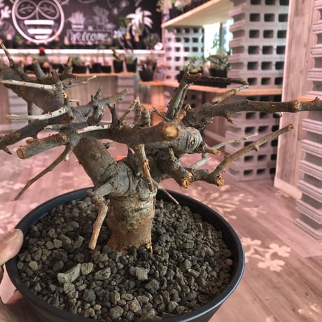 boswellia  neglecta《M size》発根済み株    浅鉢植え　大変渋さを主張したlow仕立て‼︎