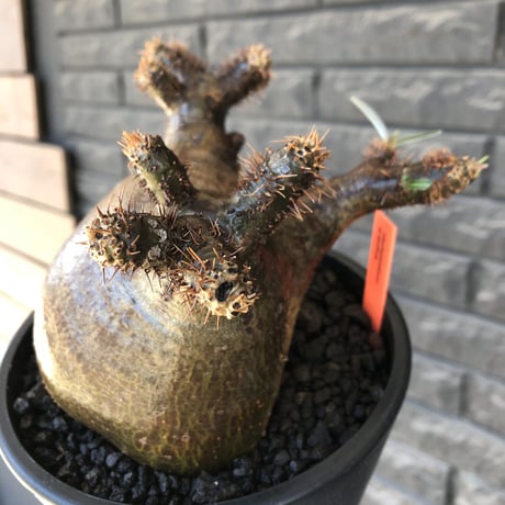 pachypodium gracilius《 L size》偏平&極ぼってり樹形に現地焼け肌※現地球発根後店主国内管理2年株※bigで最高にweight低き装い※mad black pot植え
