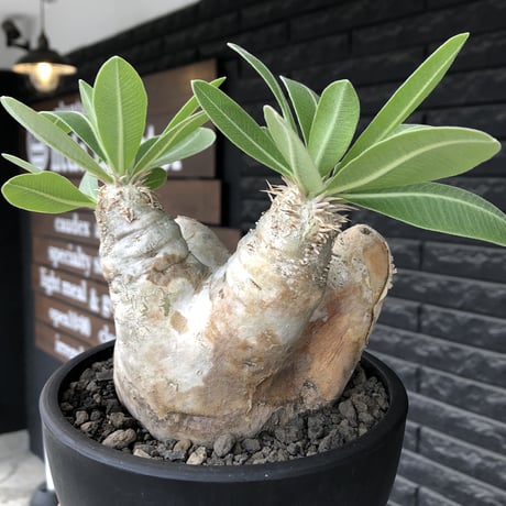pachypodium  eburneum《L size》※現地球株発根済※メクれ上がった味深き表皮に美しい白肌とのコントラストが堪らない‼︎※mad black bowl pot植え