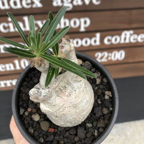 pachypodium gracilius《大きめS size》※希少‼︎白肌株※現地球発根後店主国内管理2年株※絶妙な捻くれ枝振り&美しい純白が堪らない※mad black bowl pot植え