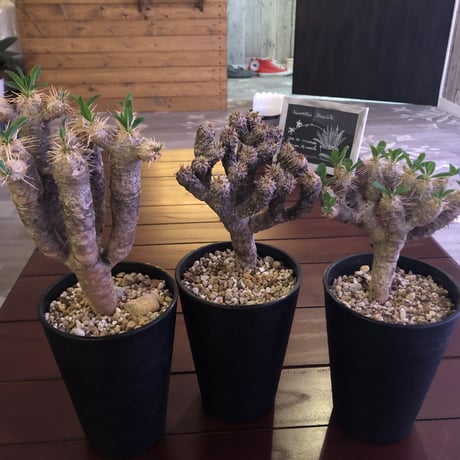 euphorbia     guillauminiana（M size）