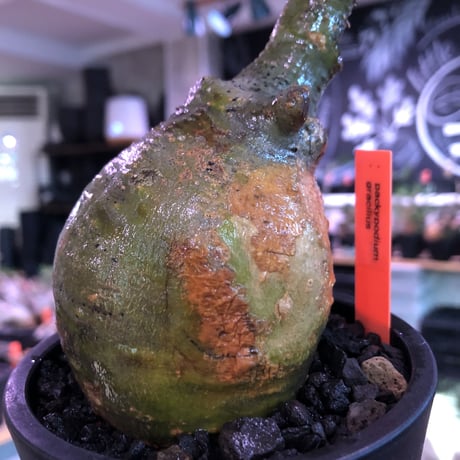 pachypodium  gracilius《小さめM size》一部希少green肌※現地球発根済株※店主国内管理2年株※捻くれ枝を持つ不格好さがかわいい一株※mad black pot植え