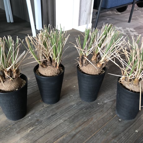 calibanus   hookeri《M size》