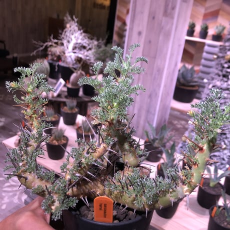 sarcocaulon  herrei《L size》