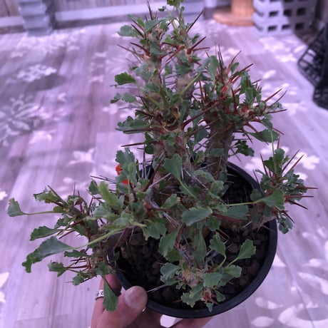 sarcocaulon   crassicaule《L  size》※冬型caudex‼︎   ※mad  black  pot植え