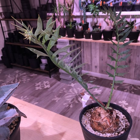 encephalartos   horridus《L size》球体美株‼︎