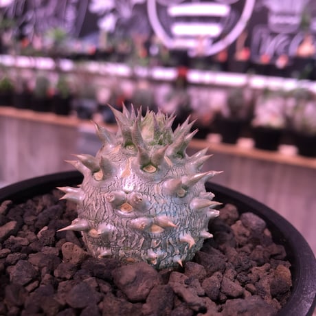 packypodium densicaule恵比寿大黒　littmon  seed🌱《大きめS size》※超球体&肌質が堪らないかわいさ100%‼︎※mad black pot植え