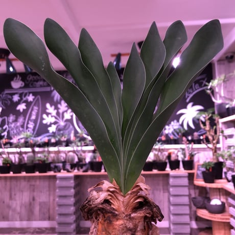 boophane   haemanthoides  陽炎type‼︎《 L  size》希少陽炎株‼︎※大変美しい装いに撃沈※mad black bowl pot植え　※国内管理２年株