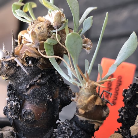 othonna  euphorbioides《M size》※現地球発根後店主国内管理3年株※枝幅も広くオイデスらしい両樹形な纏まり良き一株※mad black pot植え