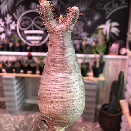 packypodium    gracilius《S size》輸入まもないまん丸新鮮株🌵vo②  限定1株