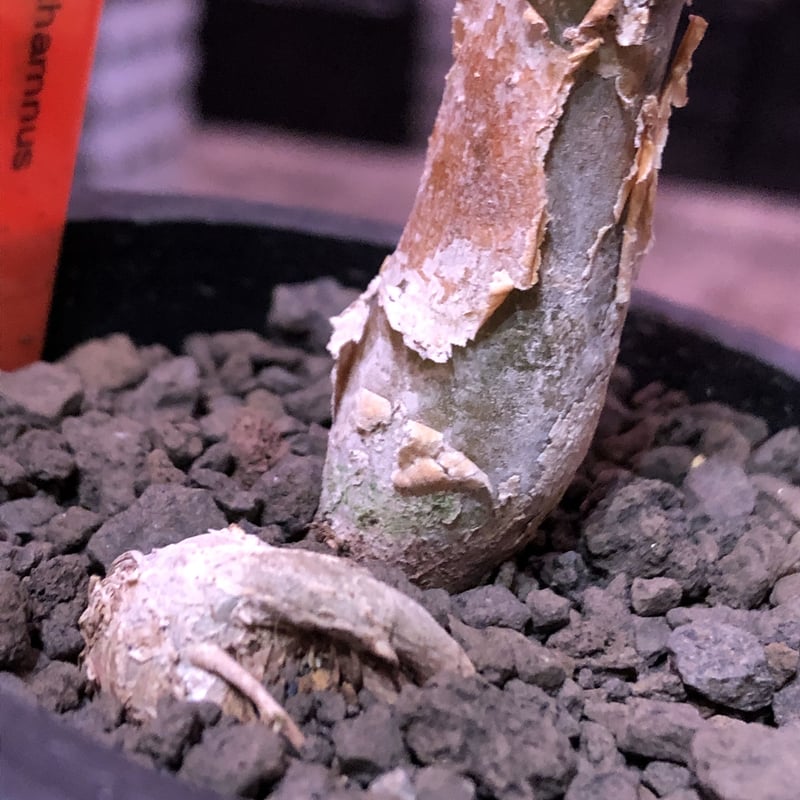 sesamothamnus rivae《大きめS size》※現地球発根済株※店主国内管理2年