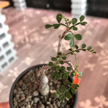 opercullicarya  packypus   littmon  seed🌱 《5年株》幹、パワータンク共にしっかり育ち、balanceも良きパキプス※mad black bowl pot植え