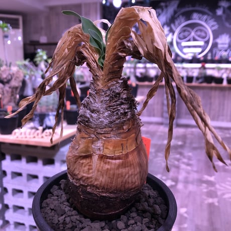 boophane   disticha  var.陽炎type‼︎《M size》※陽炎さがしっかり出てるcontrast抜群な一株‼︎mad black pot植え