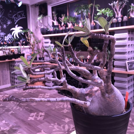 packypodium  gracilius《L L size》※現地球発根済み株‼︎ ※激しくwild過ぎるほどの枝振りが最高株なグラキ※令和二年記念‼︎リトモン驚愕株🤩No.②