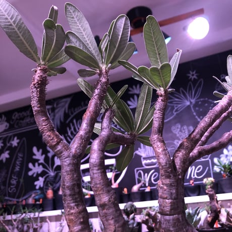 packypodium  gracilius《二分頭株》🌵🌵※現地球株  発根済み株‼︎  　限定1株　※希少株