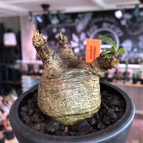 pachypodium  gracilius《大きめS size》※現地球発根済株※店主国内管理2年株※横筋強きwild肌質にぼってり短枝の樹形balance良き一株※mad black pot植え