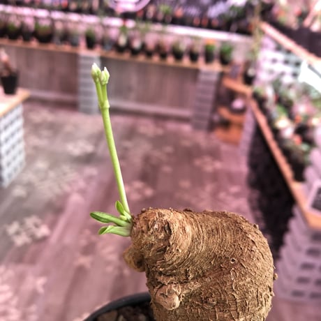 euphorbia    primulifolia  《M size》《white花》※ぼてっとプリっとこのformeが堪らない人気者‼︎※mad black pot植え※幹上がり仕立て