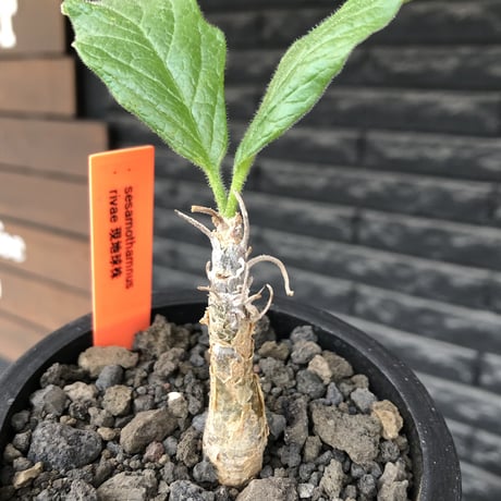 sesamothamnus rivae《大きめS size》※現地球株発根済※小振り現地球株は逆に珍しく小さくても味深さ強き表皮のメクれが堪らない一株※mad black pot植え
