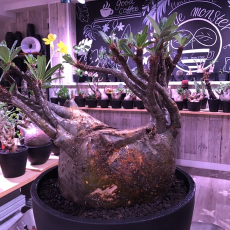 packypodium  gracilius《XL size》大株※現地球発根後店主国内管理7年株※大変big且つ激枝振り＆現地焼けbody※mad black bowl pot植え
