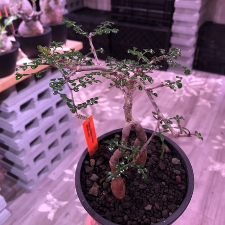 opercullicarya   decaryi  littmon  seed🌱  《3年株》※成長早く例年変化を感じながら育てられるしっかり作り込んだ良株※mad  black  pot植え