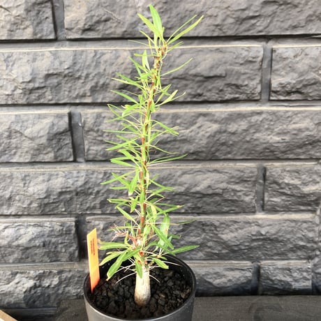 fouquieria  purpusii《M size》希少株