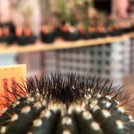 uebelmannia   pectinifera《M size》360度球体極美株‼︎  上品な趣高きな一株‼︎店主国内管理４年株‼︎※mad black bowl pot植え※限定2株
