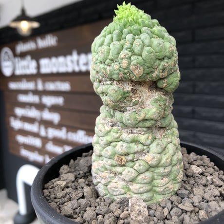 larryleachia cactiformis《 L size》※現地球発根後店主国内管理6年株※驚愕‼︎中々流通なきbigなImpact株‼︎特徴強き人気モノ※mad black pot植え
