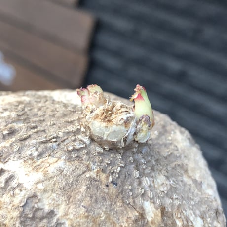adenia ovata《L size》激希少種※現地球発根後店主国内管理7年株※恐竜の🥚卵かの如く‼︎味深き装いの希少種※信楽陶器鉢植え