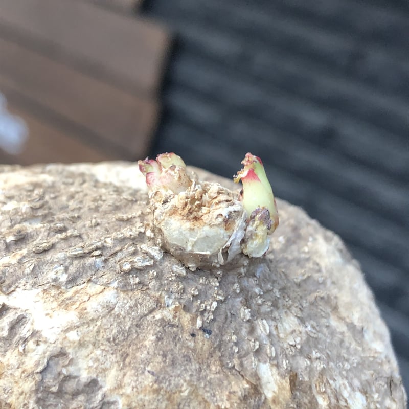 adenia ovata《L size》激希少種※現地球発根後店主国内管理7年株 adenia ovata《L size》激希少種※現地球発根後店主国内管理7年株