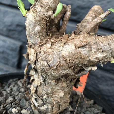 euphorbia    itremensis《M size》おススメ株‼︎   mad  black  pot植え